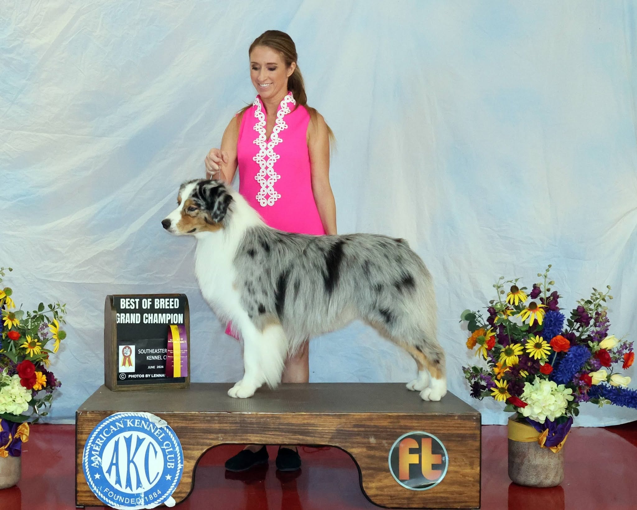 Major — Blue Merle & White Australian Shepherd
