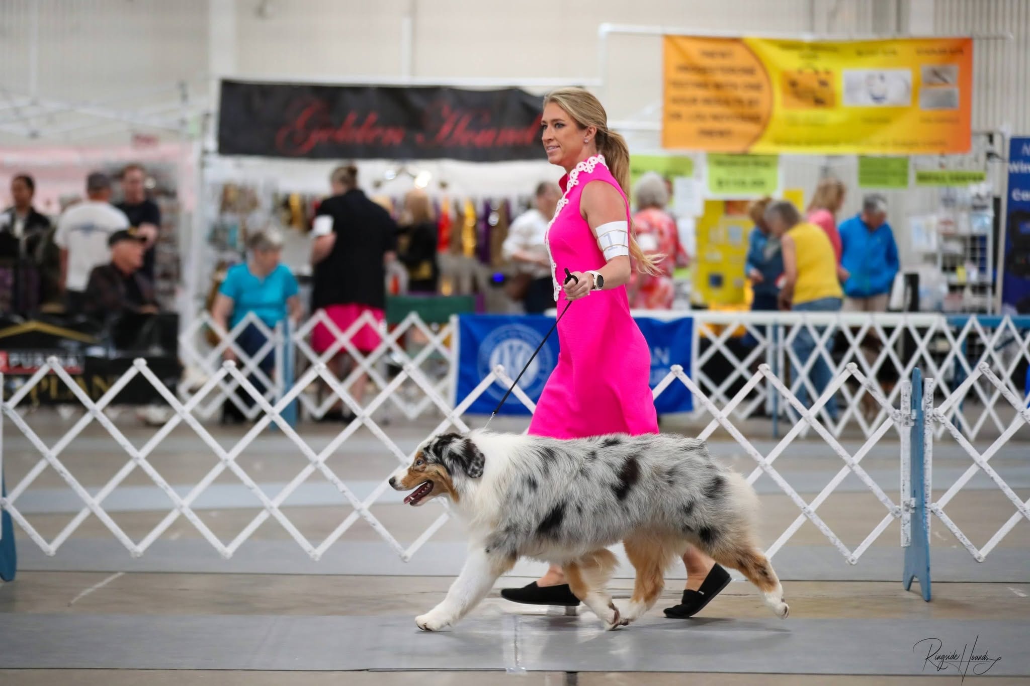 Major — Blue Merle & White Australian Shepherd