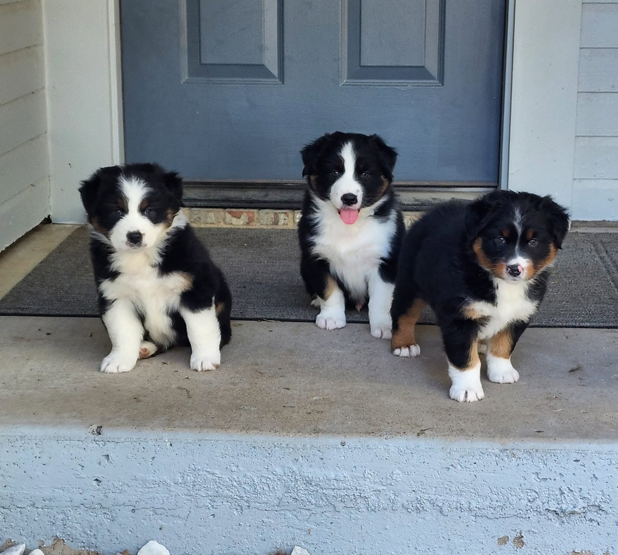 Four puppies sitting on the doorstep at Zalaire